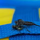 Illustration for article titled Shooting Challenge: Bugs Gallery (Part 1)